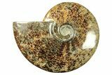 Polished Ammonite (Cleoniceras) Fossil - Madagascar #265348-1